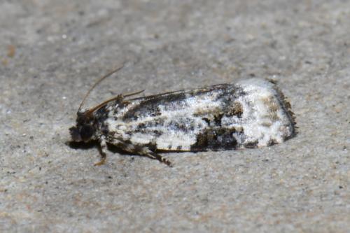 Réf. 238 055 : Celypha woodiana